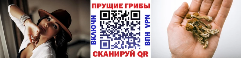 Псилоцибиновые грибы GOLDEN TEACHER  Новоалександровск 